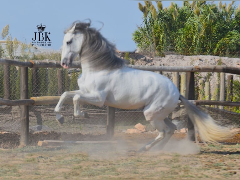 PRE Stallion 7 years 16,3 hh Gray in Tabernas Almería