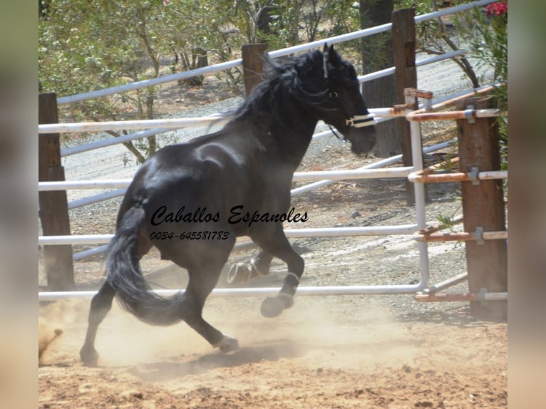 PRE Stallion 7 years 16 hh Black in Vejer de la Frontera