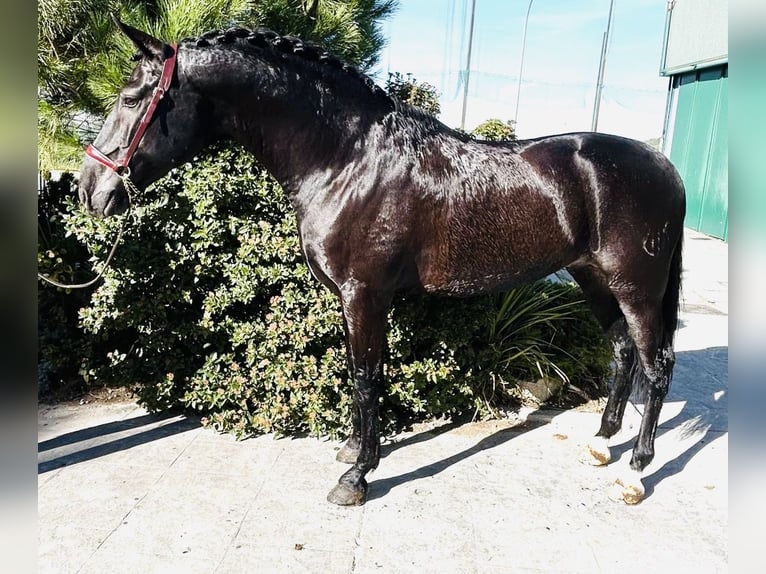 PRE Mix Stallion 7 years 16 hh Black in Madrid