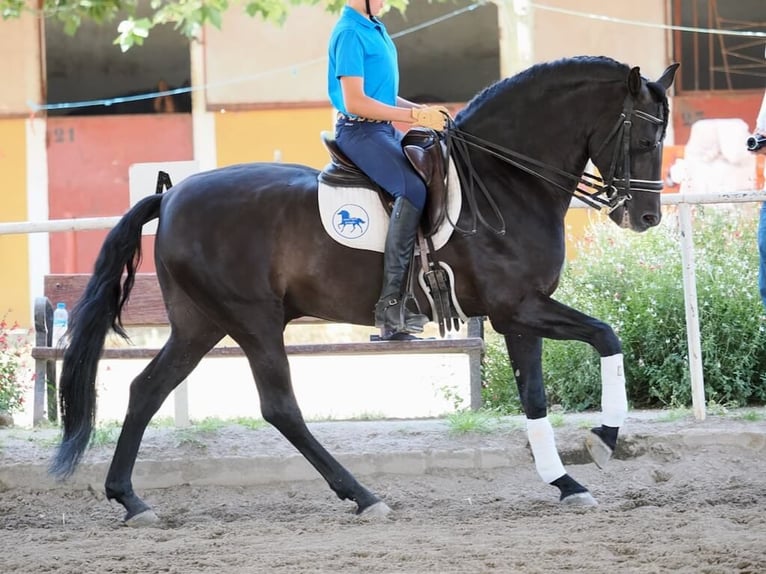 PRE Mix Stallion 7 years 16 hh Black in Navas Del Madro&#xF1;o