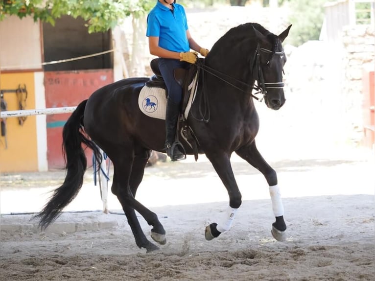 PRE Mix Stallion 7 years 16 hh Black in Navas Del Madro&#xF1;o
