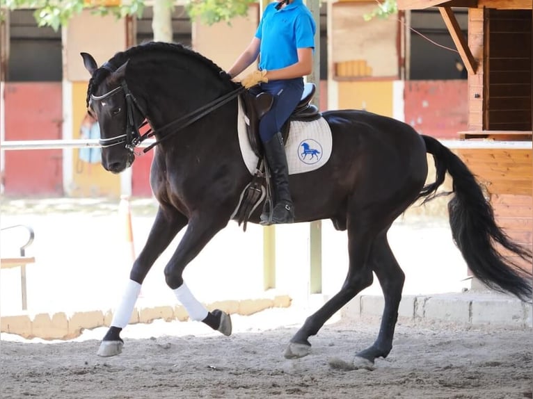 PRE Mix Stallion 7 years 16 hh Black in Navas Del Madro&#xF1;o