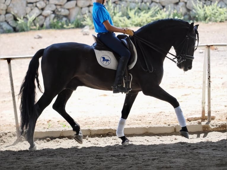 PRE Mix Stallion 7 years 16 hh Black in Navas Del Madro&#xF1;o