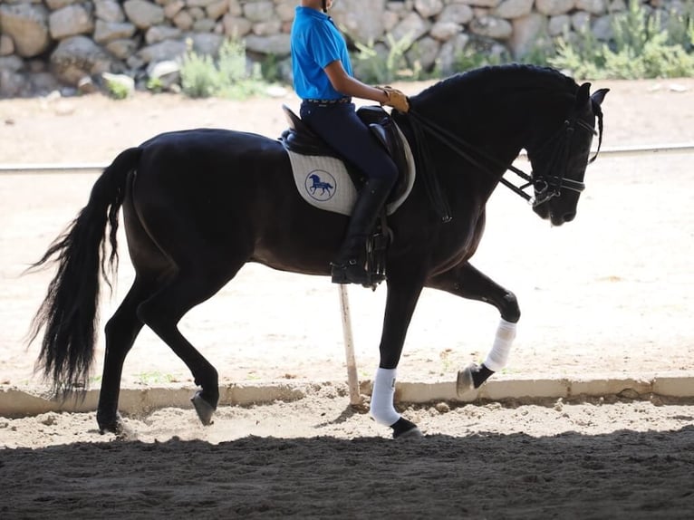 PRE Mix Stallion 7 years 16 hh Black in Navas Del Madro&#xF1;o