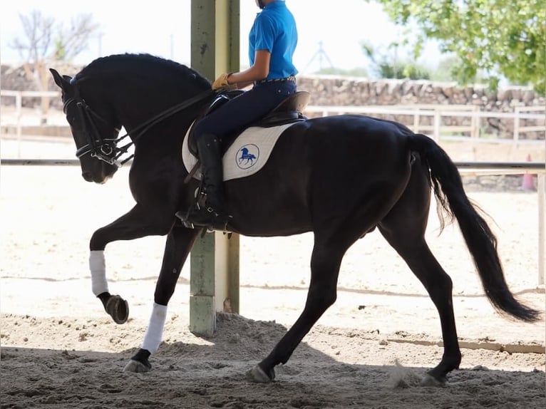 PRE Mix Stallion 7 years 16 hh Black in Navas Del Madro&#xF1;o
