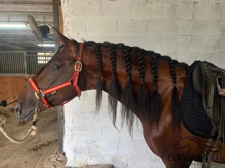 PRE Stallion 7 years 16 hh Brown in Barcelona