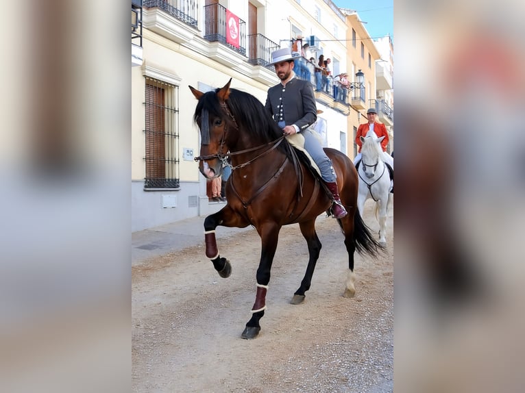 PRE Stallion 7 years 16 hh Brown in Campanario