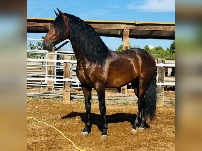 PRE Mix Stallion 7 years 16 hh Brown in Bejar