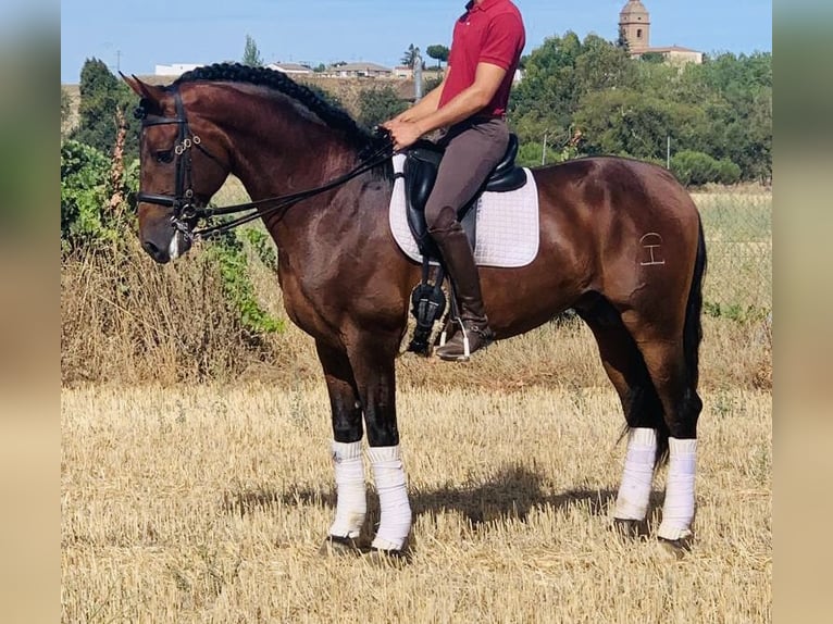 PRE Mix Stallion 7 years 16 hh Brown in Madrid