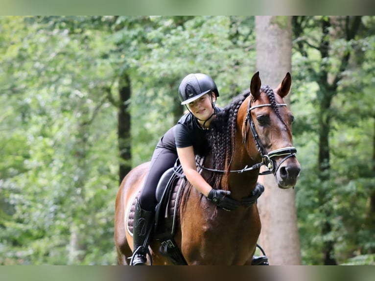 PRE Mix Stallion 7 years 16 hh Brown in Sm