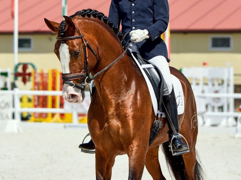 PRE Mix Stallion 7 years 16 hh Brown in Navas Del Madro&#xF1;o