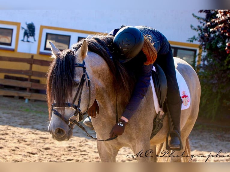 PRE Mix Stallion 7 years 16 hh Brown Falb mold in Polenz