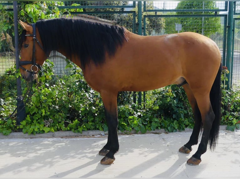 PRE Mix Stallion 7 years 16 hh Brown-Light in 28040