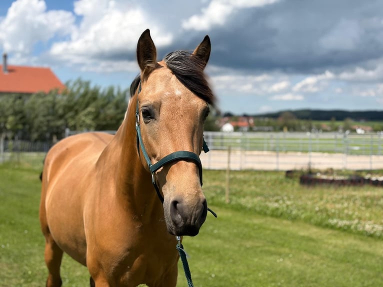 PRE Mix Stallion 7 years 16 hh Dun in Aitrang
