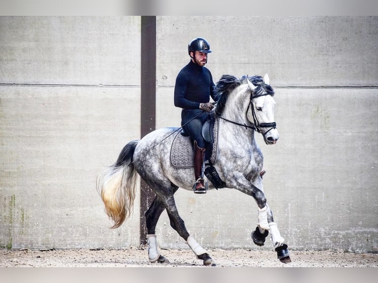 PRE Stallion 7 years 16 hh Gray-Blue-Tan in Namur