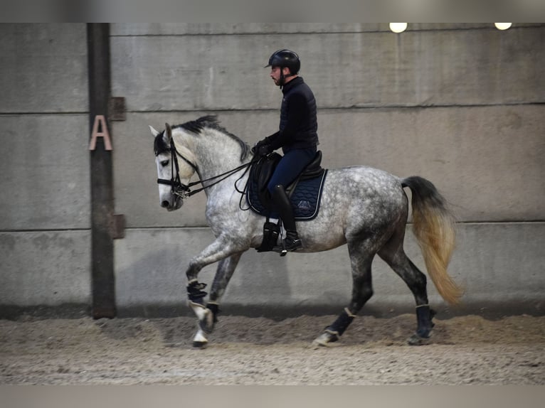 PRE Stallion 7 years 16 hh Gray-Blue-Tan in Namur