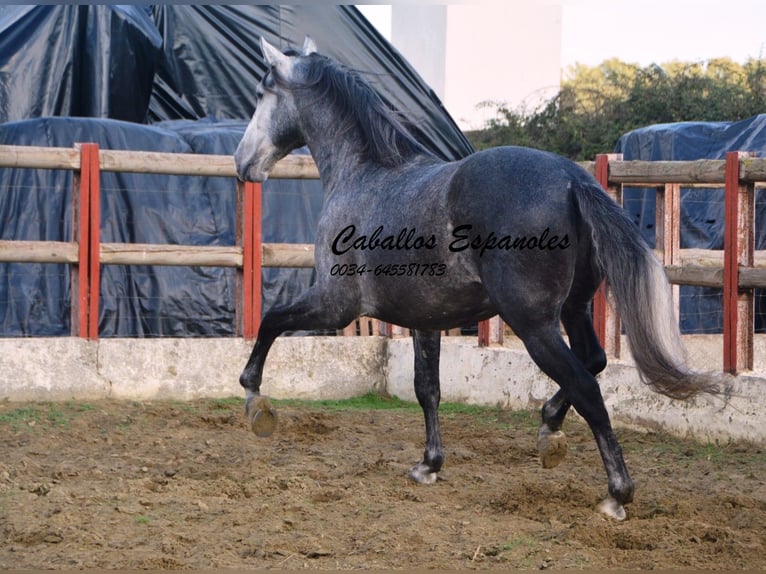 PRE Stallion 7 years 16 hh Gray-Dapple in Vejer de la Frontera