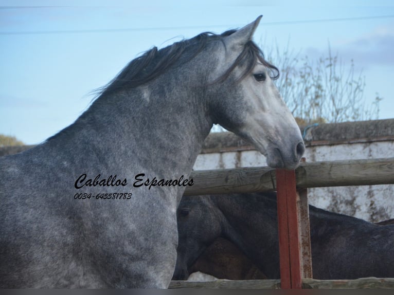 PRE Stallion 7 years 16 hh Gray-Dapple in Vejer de la Frontera