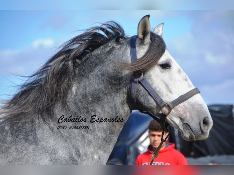 Dark Dapple Grey stallion - The British Association for the Pure
