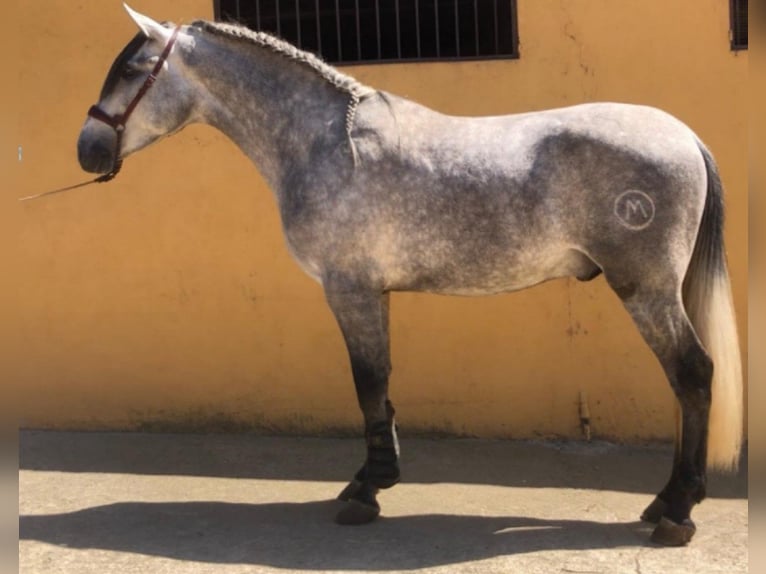 PRE Mix Stallion 7 years 16 hh Gray in Barcelona
