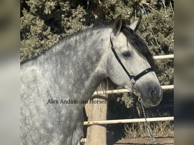 PRE Mix Stallion 7 years 16 hh Grey-Dapple in Sevilla