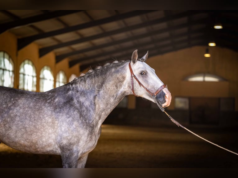 PRE Stallion 7 years 16 hh Grey-Dapple in Rafelguaraf