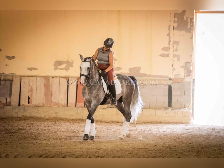 PRE Stallion 7 years 16 hh Grey-Dapple in Rafelguaraf