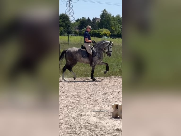 PRE Mix Stallion 7 years 16 hh Grey-Dapple in Zakrz&#xF3;w