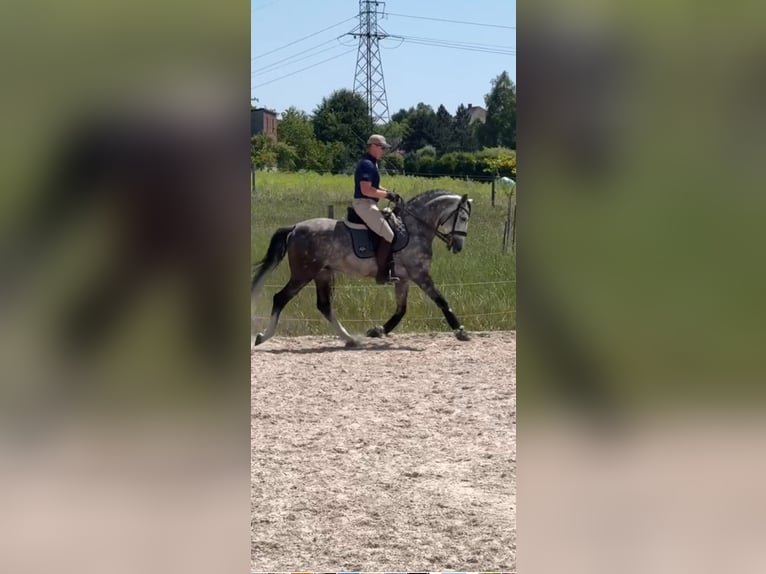 PRE Mix Stallion 7 years 16 hh Grey-Dapple in Zakrz&#xF3;w