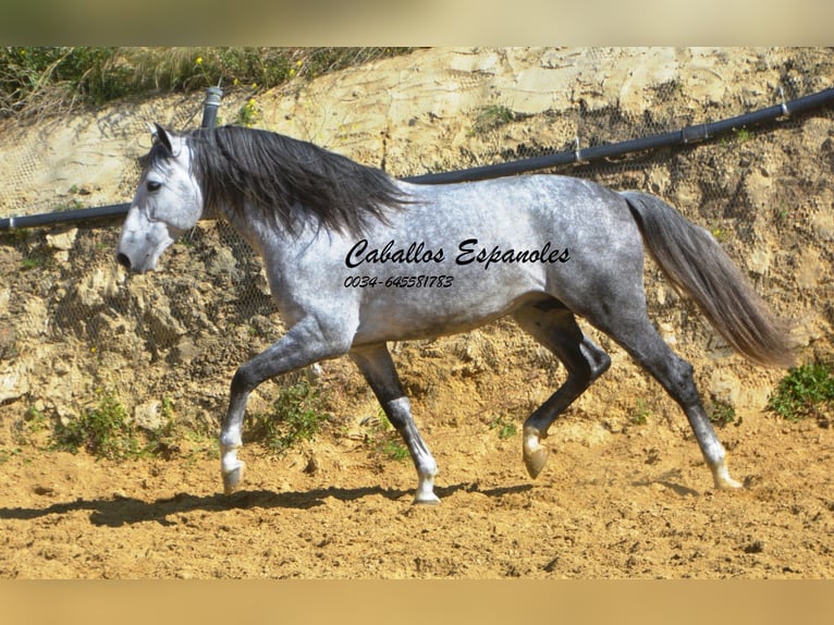 PRE Stallion 7 years 16 hh Grey in Vejer de la Frontera