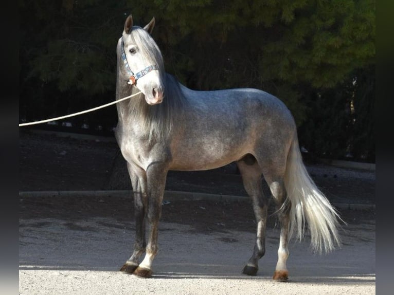 PRE Mix Stallion 7 years 16 hh Grey in MADRID