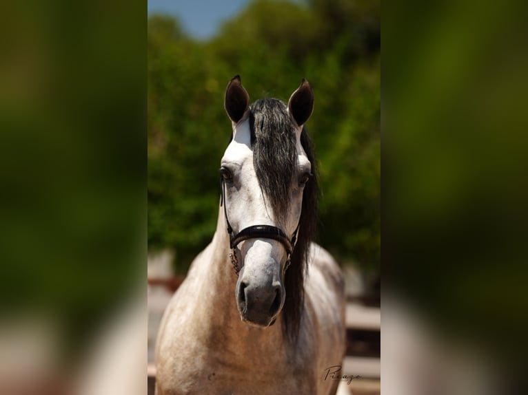 PRE Stallion 7 years 16 hh Grey in El Catllar