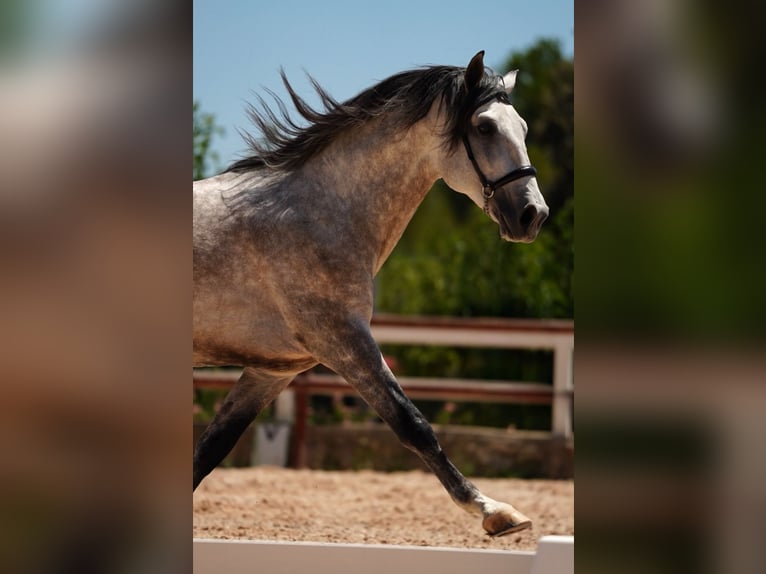 PRE Stallion 7 years 16 hh Grey in El Catllar