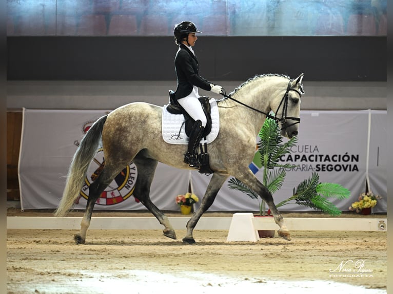 PRE Stallion 7 years 16 hh Grey in El Catllar