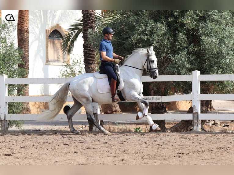 PRE Stallion 7 years 16 hh Grey-Fleabitten in Puerto Lumbreras