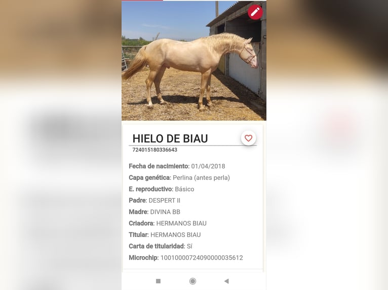 PRE Mix Stallion 7 years 16 hh Perlino in Fraga