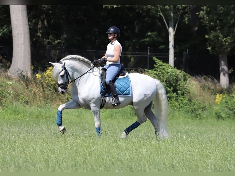 PRE Mix Stallion 7 years 16 hh White in Bergen op Zoom