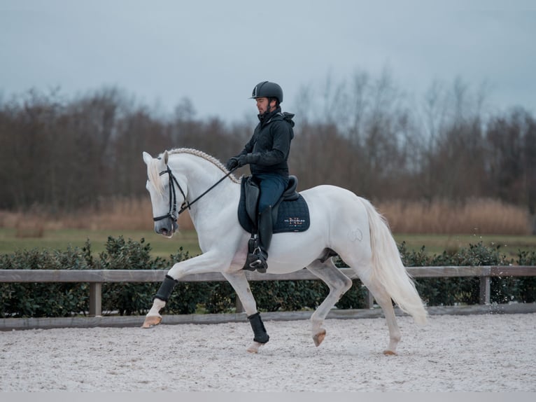 PRE Stallion 7 years 16 hh White in Vinkeveen