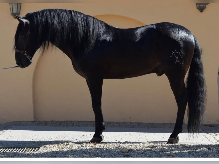 PRE Mix Stallion 7 years 16,1 hh Black in Medellin