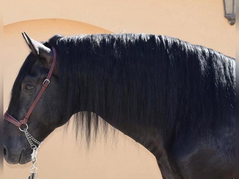 PRE Mix Stallion 7 years 16,1 hh Black in Medellin