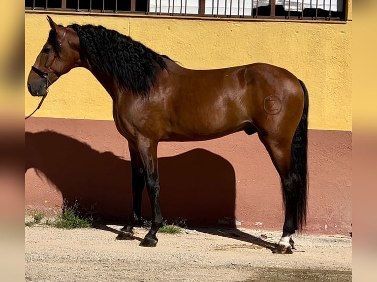 PRE Mix Stallion 7 years 16,1 hh Brown in Martfeld