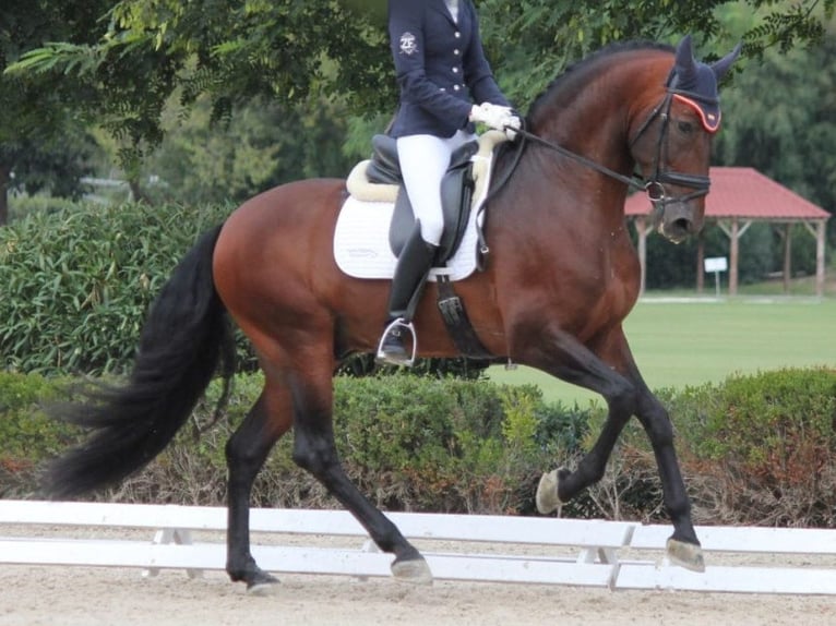 PRE Mix Stallion 7 years 16,1 hh Brown in Navas Del Madroño