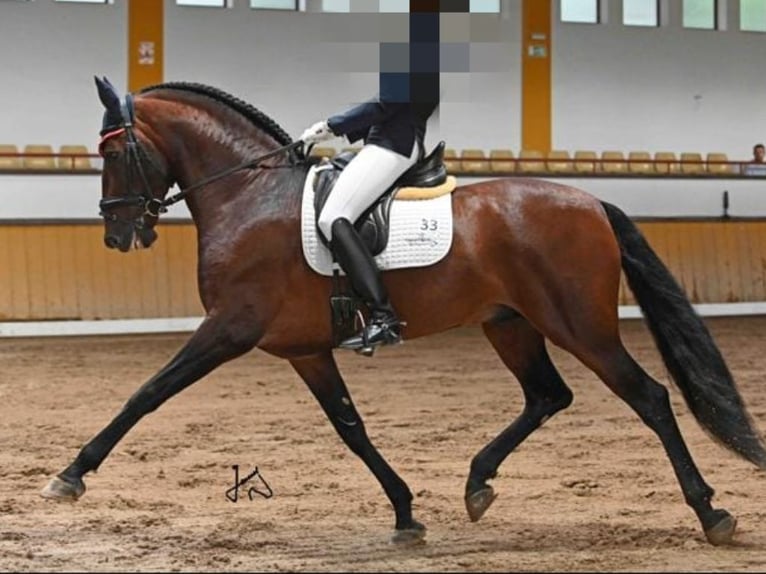 PRE Mix Stallion 7 years 16,1 hh Brown in Navas Del Madroño