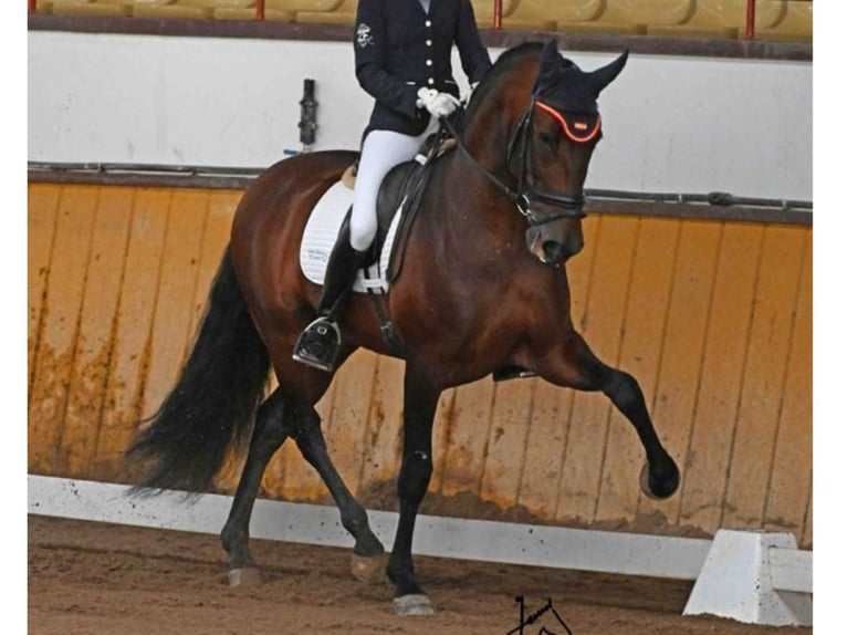 PRE Mix Stallion 7 years 16,1 hh Brown in Navas Del Madroño