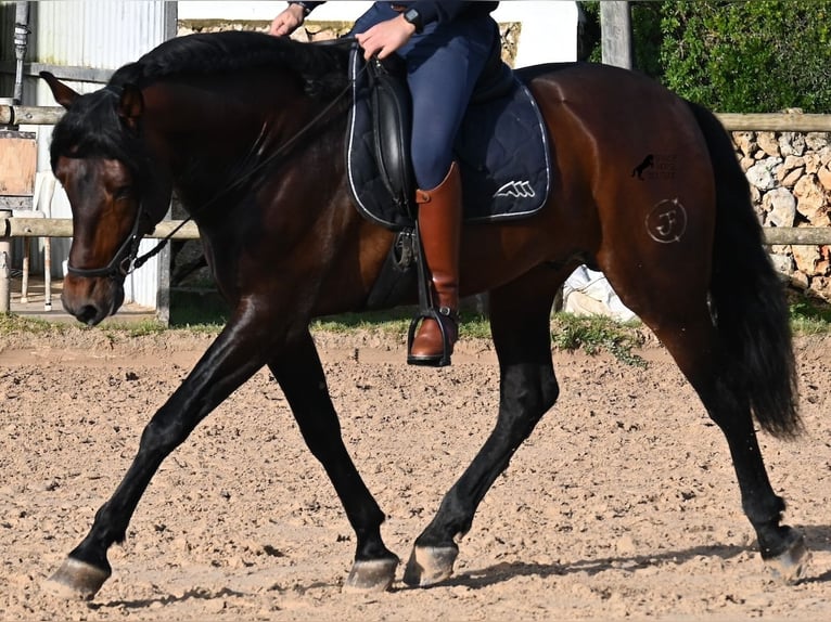 PRE Stallion 7 years 16,1 hh in Menorca