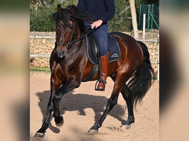 PRE Stallion 7 years 16,1 hh in Menorca