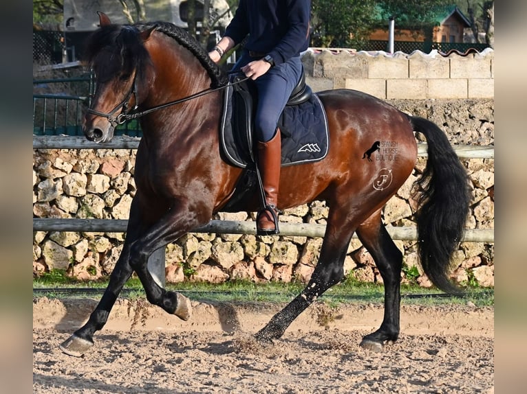PRE Stallion 7 years 16,1 hh in Menorca