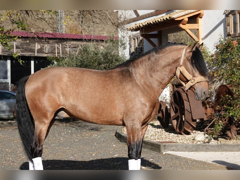 PRE Mix Stallion 7 years 16,1 hh Dun in Noain