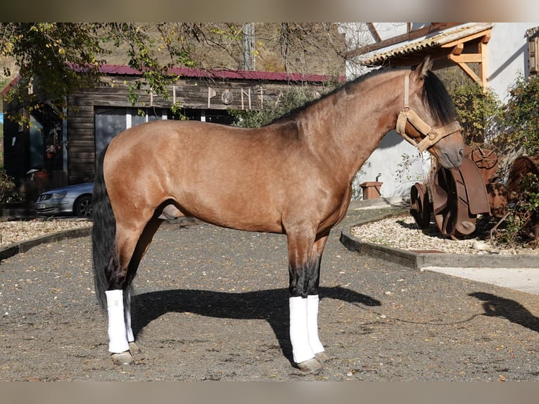 PRE Mix Stallion 7 years 16,1 hh Dun in Noain
