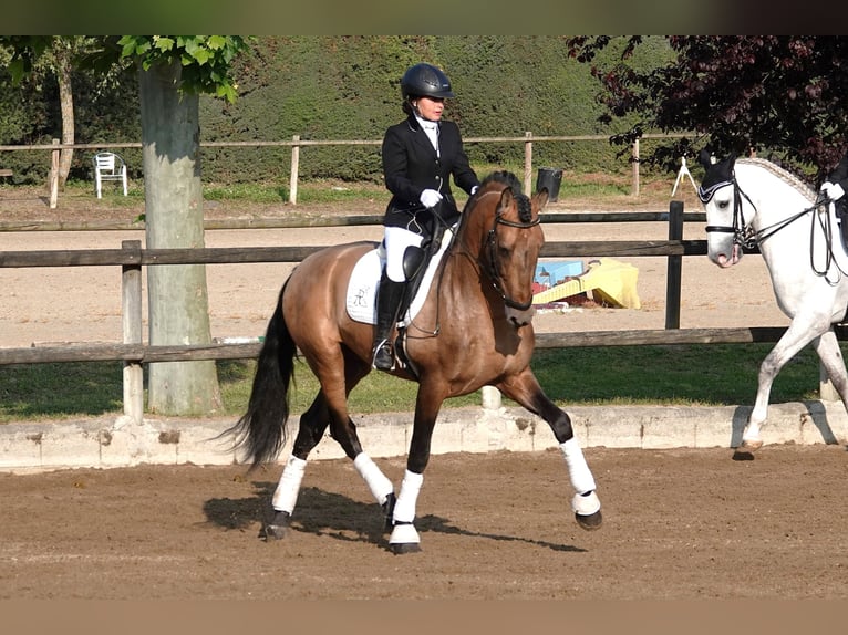 PRE Mix Stallion 7 years 16,1 hh Dun in Noain